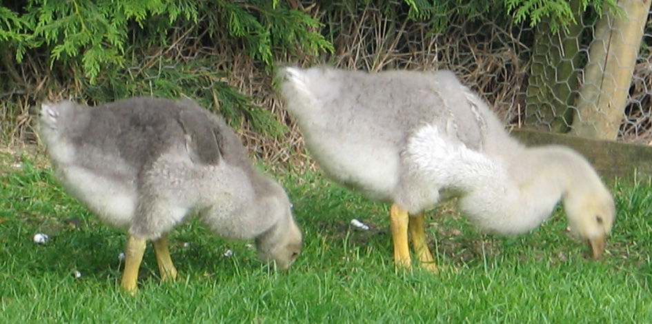 goslings